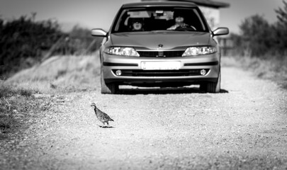perdíz corriendo por el camino