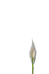 White flower lilie or Spathiphyllum on white isolated background. © kseniaso