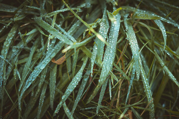 Water Droplets on Green Grass Leaves