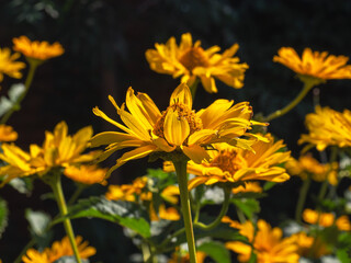 Floral background of yellow rudebequia flowers