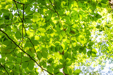 Beech tree green foliage