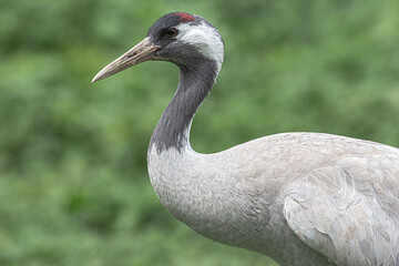 grey crane in the lake portrait