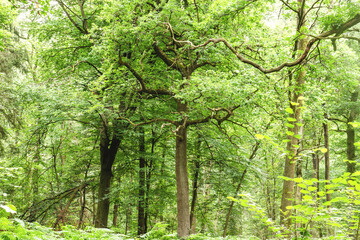 Green forest