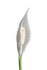White flower lilie or Spathiphyllum on white isolated background. © kseniaso