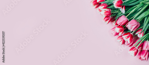 top view of pink tulips on pink background with free space