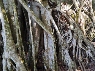 Tree trunks and branches