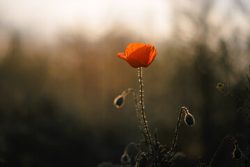 poppy in the field