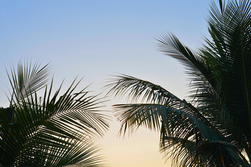tropical palm tree with sun light on blue sky