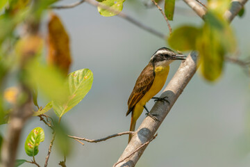 The Great kiskadee (Pitangus sulphuratus)