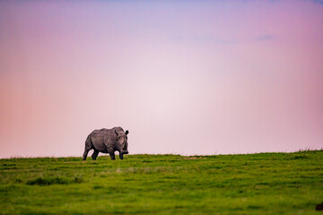 Dusk shot of rhinoceros grazing the Serengeti