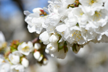 Flowering cherry or Cerasus in spring