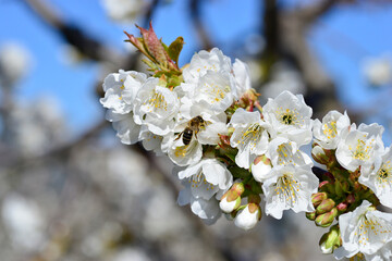 bee collecting pollen on flowering cherry or Cerasus in spring