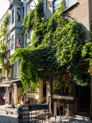 Fototapeta premium street in the city of istanbul with foliage on the facade