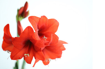 bright red hippeastrum without background