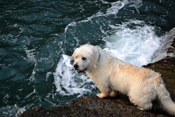 dog in the water