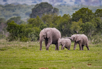Female elephant waks with her two offspring in Kenya