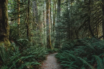 Fotobehang Een rotsachtig pad, Trail of the Cedars, leidt door de gigantische varens en gigantische bemoste cederbomen door een bos in North Cascades National Park, de staat Washington, VS. © Bella B Photography