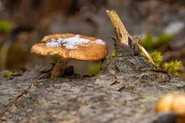Tiny snow-covered mushroom growing out of the bark of a fallen tree trunk with moss on a warm spring morning