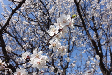 Orchard of apricot trees in full bloom against blue sky in April