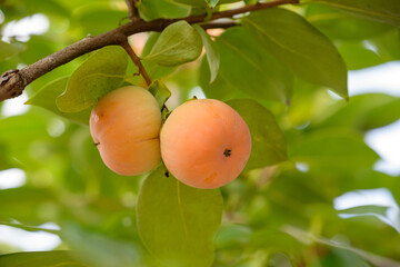 Ripe persimmon fruit, on the branch