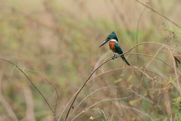 The Amazon kingfisher (Chloroceryle amazona)