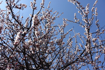 Plenty of white flowers on branches of apricot tree against blue sky in April
