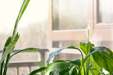 The house plant lilies or Spathiphyllum bloomed with a white flower. A blooming flower brings feminine happiness to the house. Air purifying house plants in home concept.