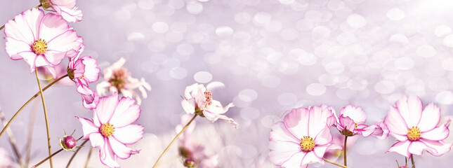 Fototapeta na wymiar Bright flowers of cosmos against the sky on a sunny day. Spring summer floral background. banner. 