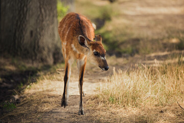 the roe is walking along the path