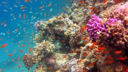 Plakat coral reef in sea