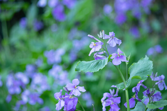 152 Best 花大根 Images Stock Photos Vectors Adobe Stock