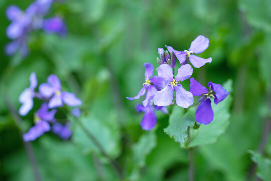 152 Best 花大根 Images Stock Photos Vectors Adobe Stock