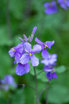 152 Best 花大根 Images Stock Photos Vectors Adobe Stock