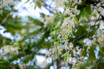 Shorea flowers or White meranti flowers blooming on the tree