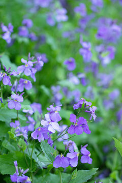 152 Best 花大根 Images Stock Photos Vectors Adobe Stock