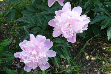 Pale pink pair of flowers of peonies in May