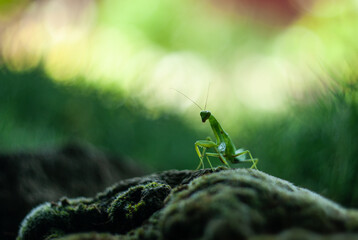 praying mantis on a leaf