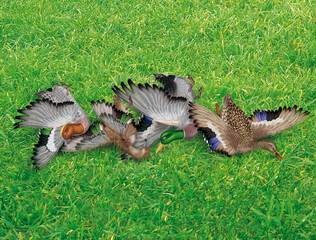 la chasse, tirer, canard, colvert- siffleur d'Europe,  nature morte, femelle, mâle, volant, ciel, vol, atteindre, tuer, oiseau, animal, nature, ailes, faune, bleu, blanc, sauvage, mer, oie, empennage,