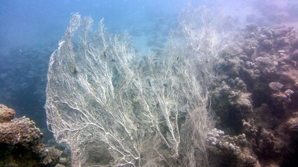 under water gorgonian sea fan