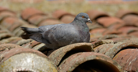 

Pigeon lying on a tile roof