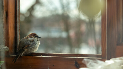 little sparrow sits on the balcony window, macro photography