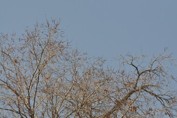 Obraz premium Trees in winter against the blue sky