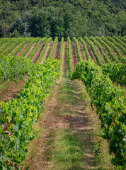 Fototapeta na wymiar Large green grape vineyard on warm summer day in Tuscany
