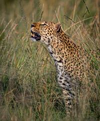 Large leopard looking up for fleeting prey.