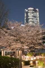六本木の夜桜
