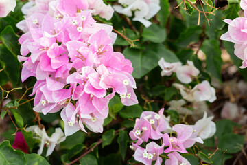 Pink bougainvillea flower on blurred background