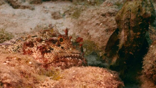 Scorpionfish in coral reef of Caribbean Sea, Curacao