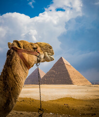 Portrait of camel frames the pyramids of Giza
