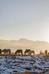 Horses on a sunny winter day in mongolia 