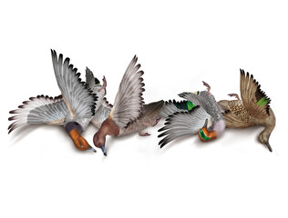 la chasse, tirer, canard, milouin, sarcelle , nature morte,  femelle, mâle, volant, ciel, vol, atteindre, tuer, oiseau, animal, nature, ailes, faune, bleu, blanc, sauvage, mer, oie, empennage, liberté